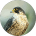 Falcon profile picture